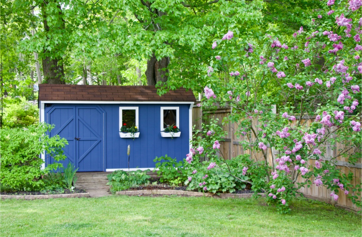 blue she shed bush in the backyard