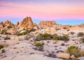 joshua tree national park