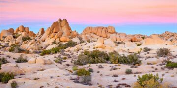 joshua tree national park