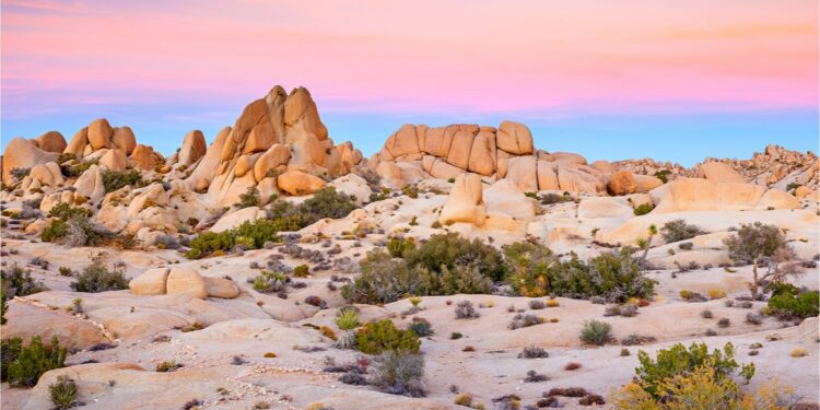 joshua tree national park