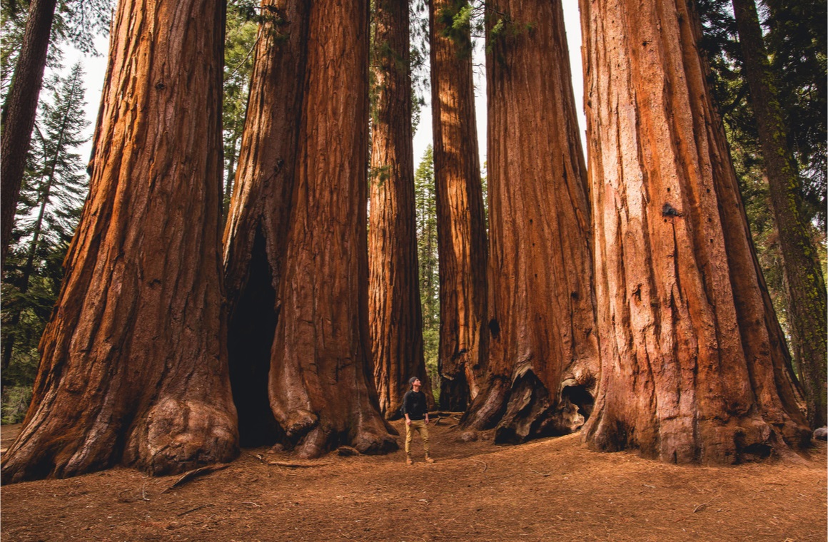 sequoia national park