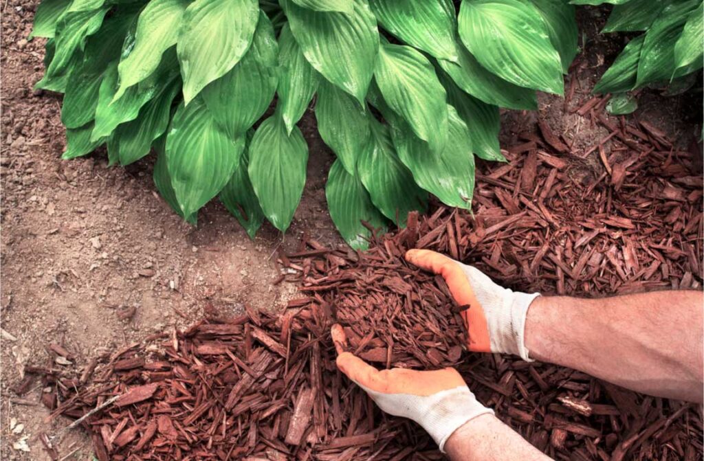 Close up man wearing gardening gloves