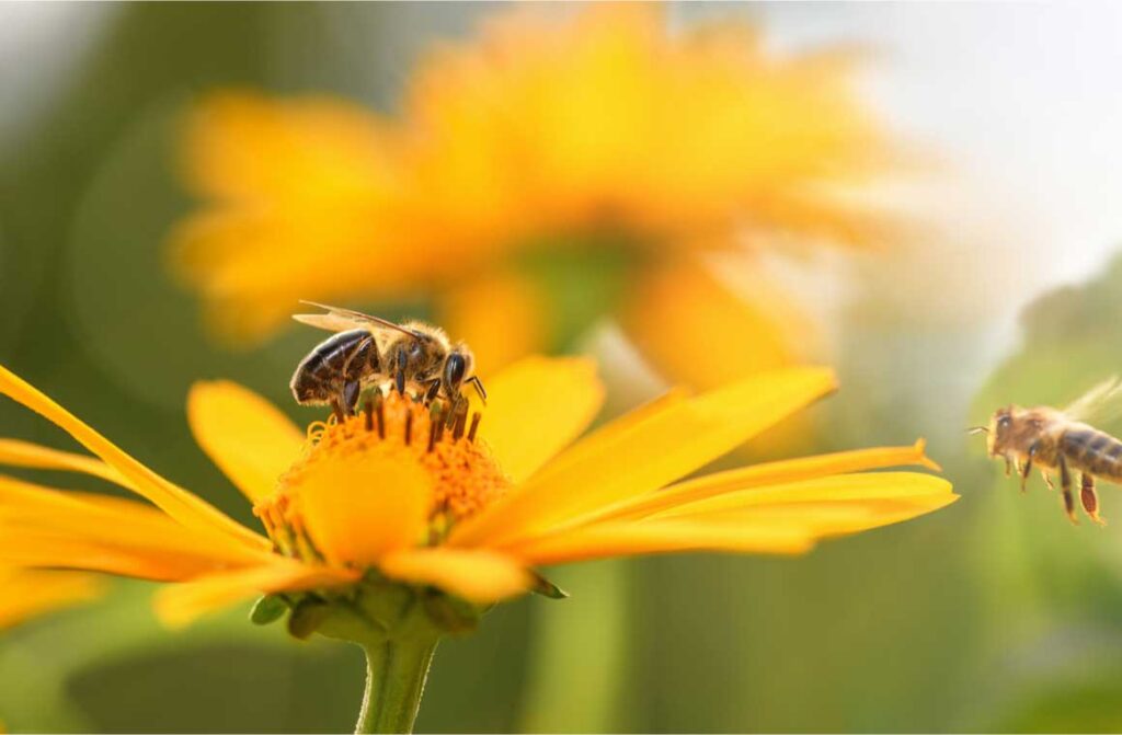 Bee and flower close large striped collects