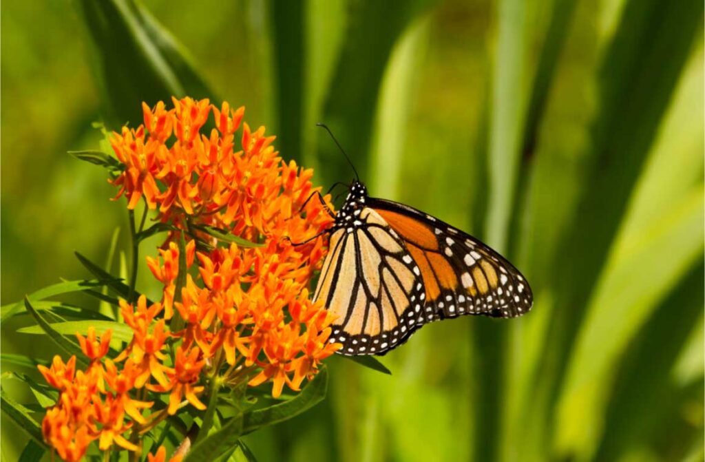 Brilliant orange monarch butterfly