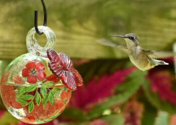 Female rubythroated hummingbird