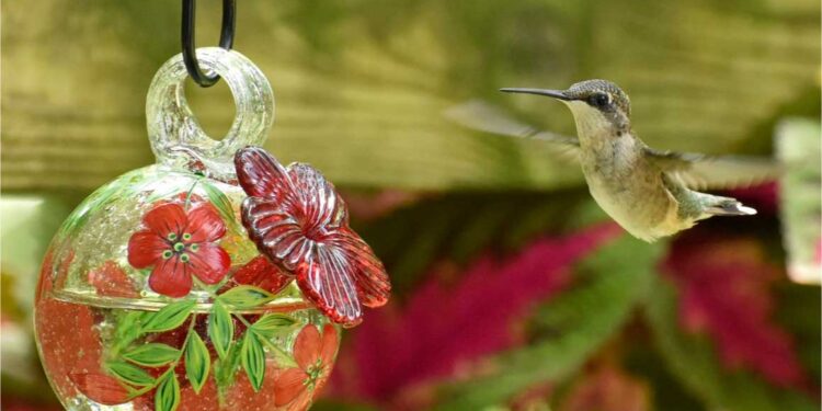 Female rubythroated hummingbird