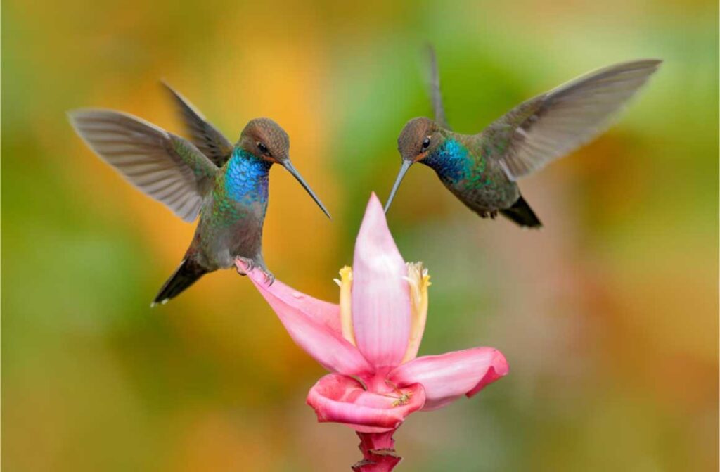 Whitetailed hillstar two hummingbirds