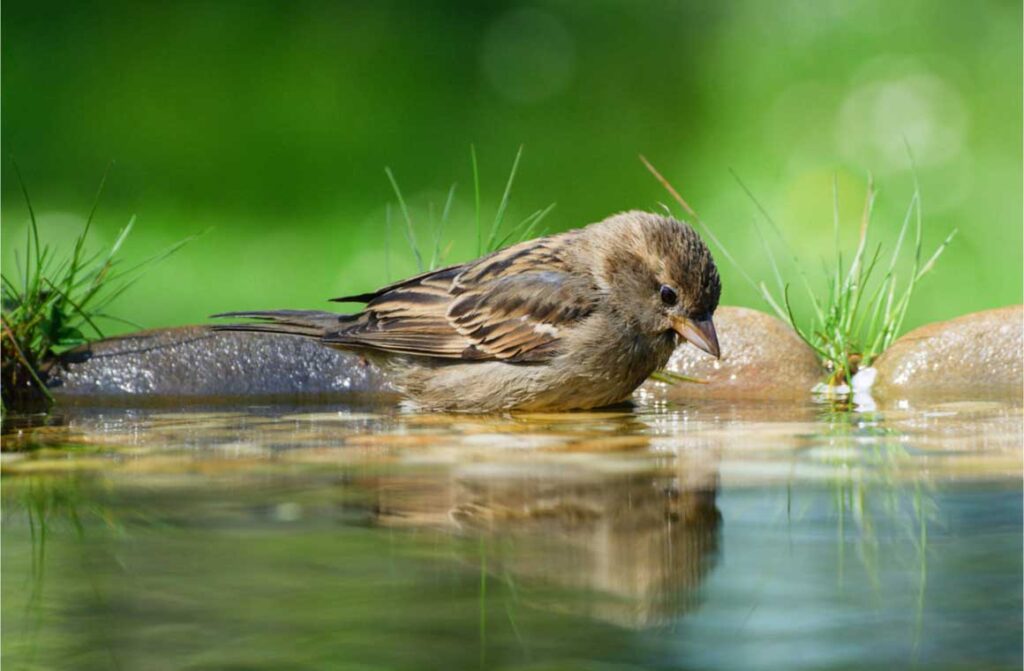 Young tree sparrow montanus water