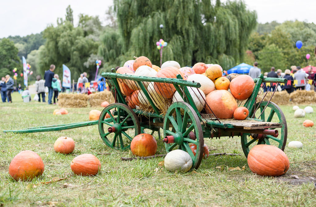 big pile pumpkins