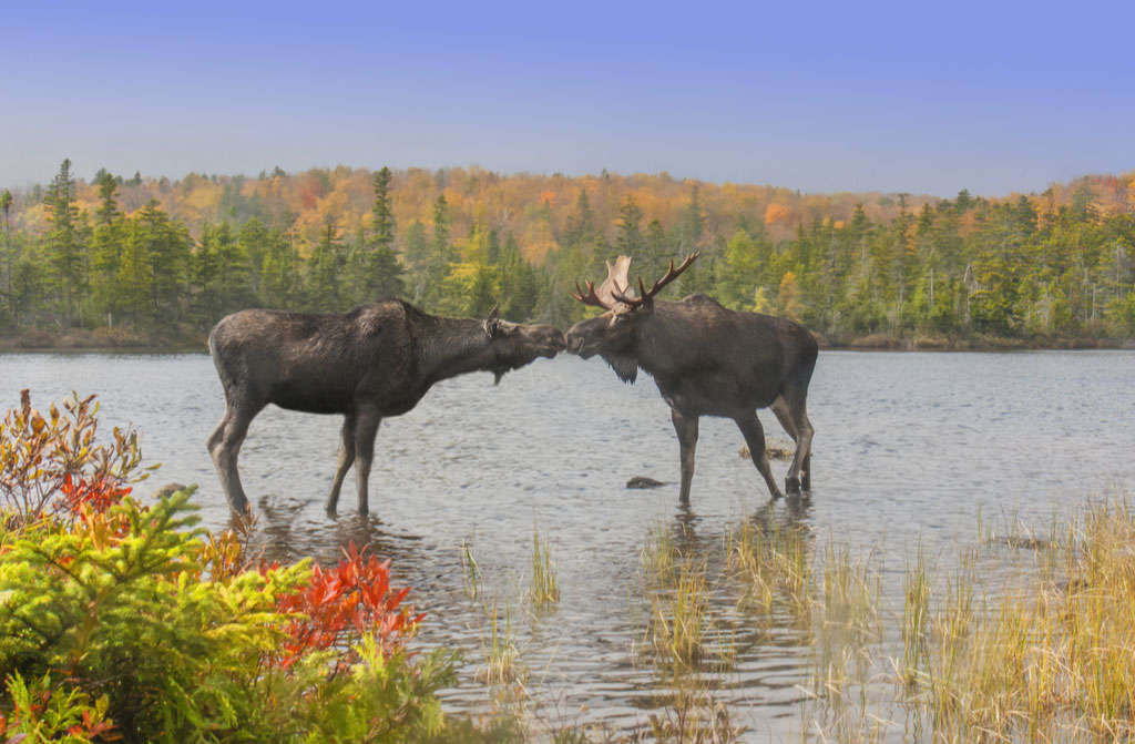 moose smooch cow bull