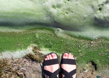 dirty foam on water near shore