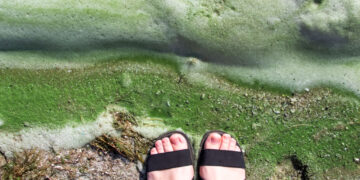 dirty foam on water near shore