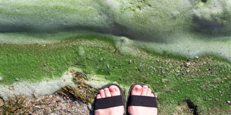 dirty foam on water near shore