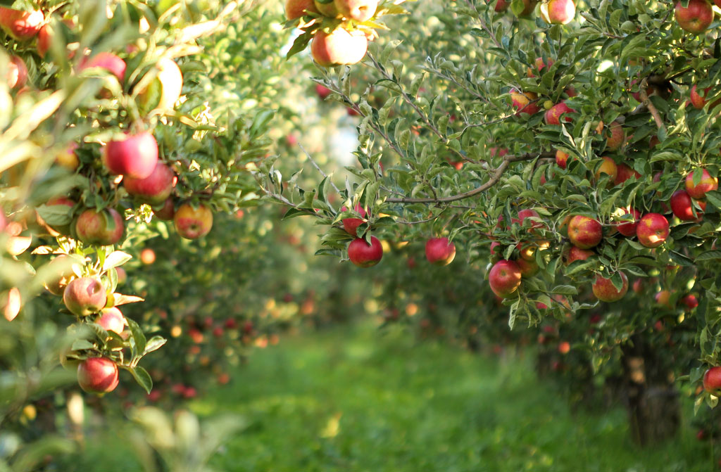 ripe apples ready for haversting