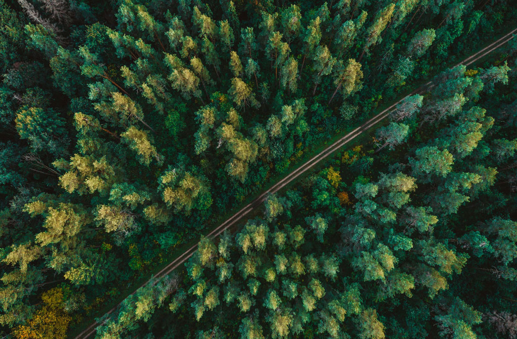 air view of pine forest