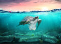 plastics pollution ocean turtle eat bag