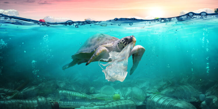 plastics pollution ocean turtle eat bag