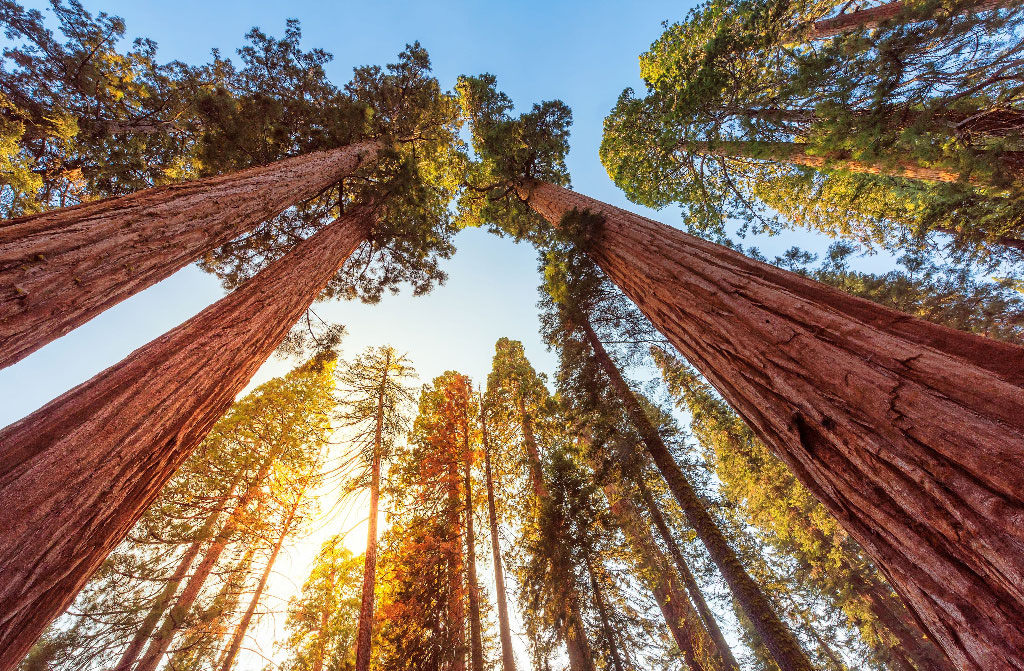 giant sequoias national park