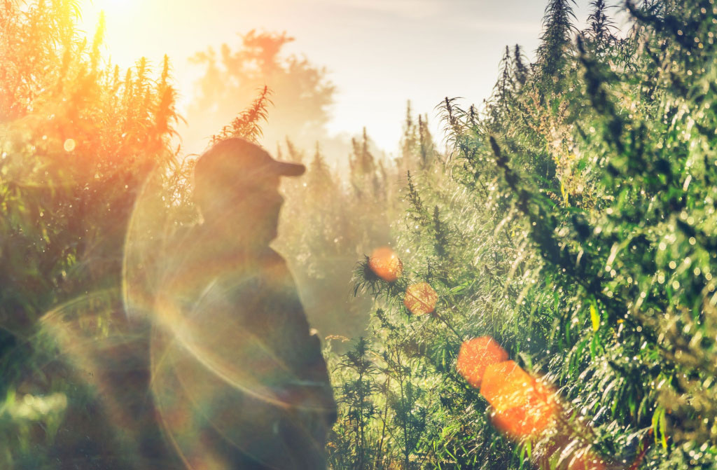 man on hemp field