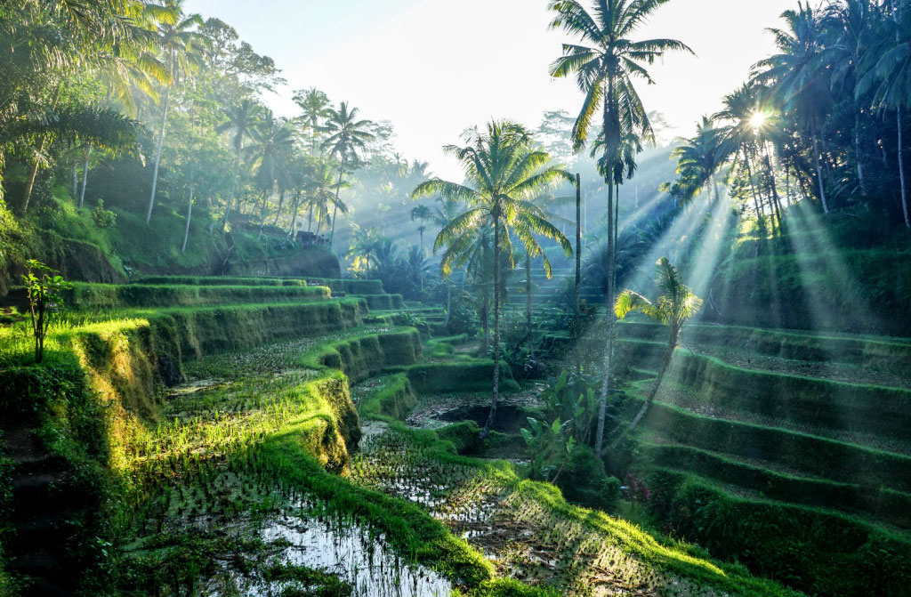 bali terraces rice