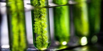 photobioreactor laboratory