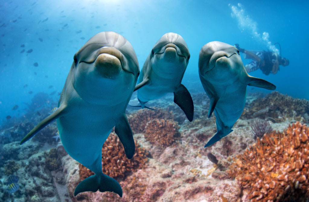 dolphin portrait view